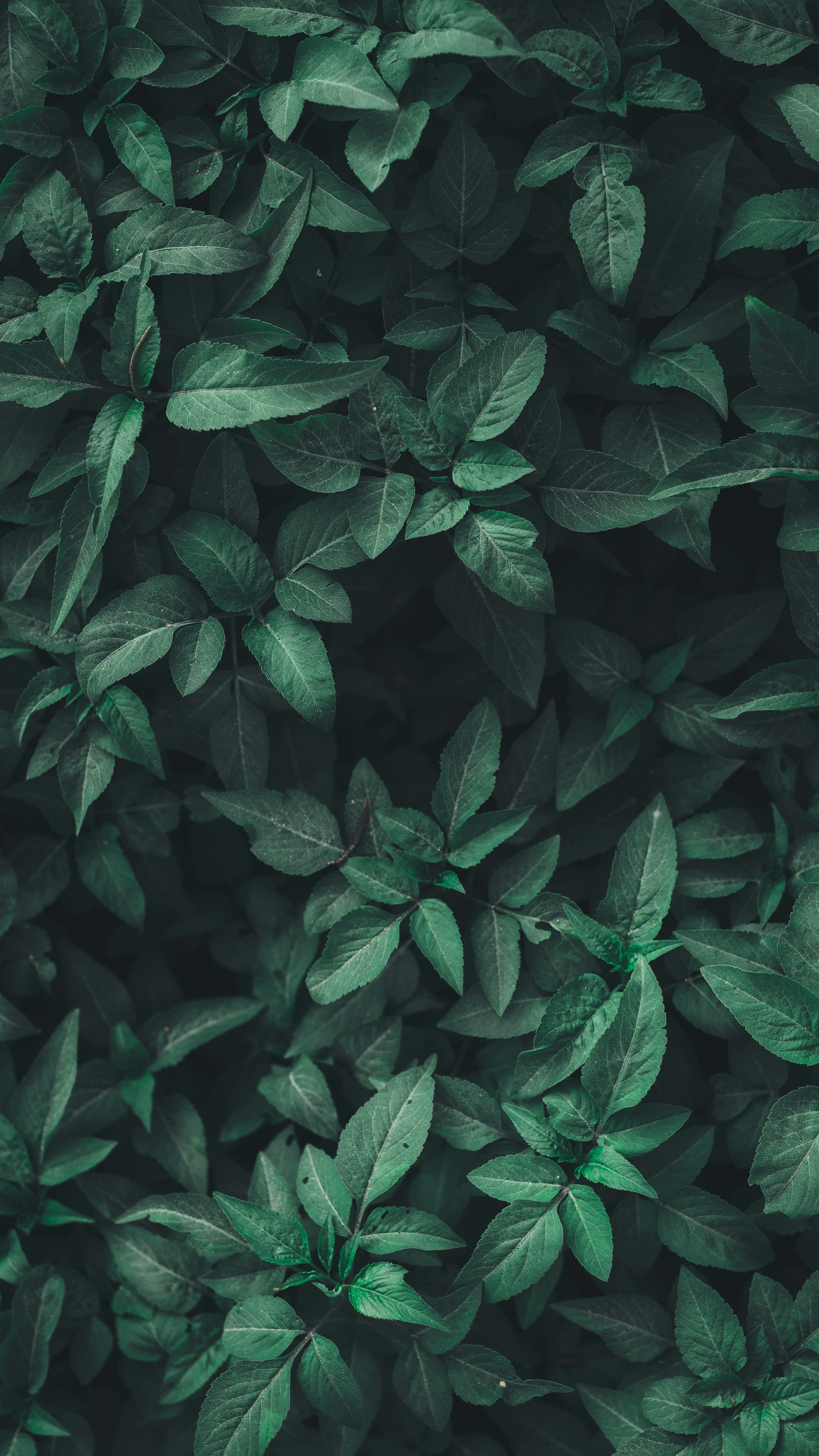Keeping Your Succulents Thriving in Low Light